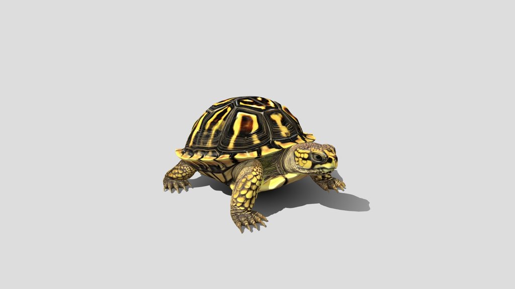 Golden Armor Turtle 3d Model Free