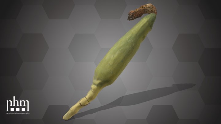 Corn (NHMW-AFW-DING-0046-173) – Modèle 3D gratuit STL