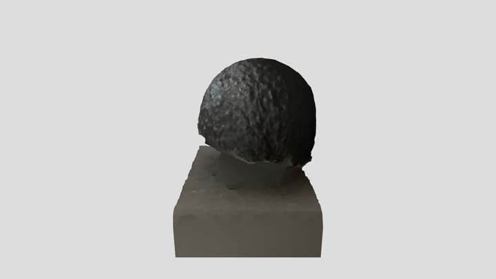Avocado 3D Model