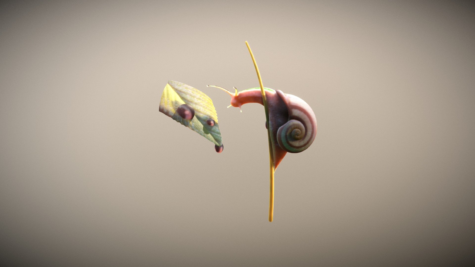 Snail of Iq