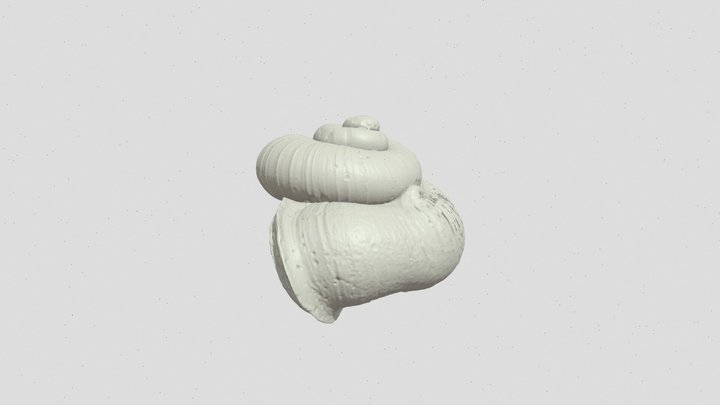 Cyclophorid 3D Model