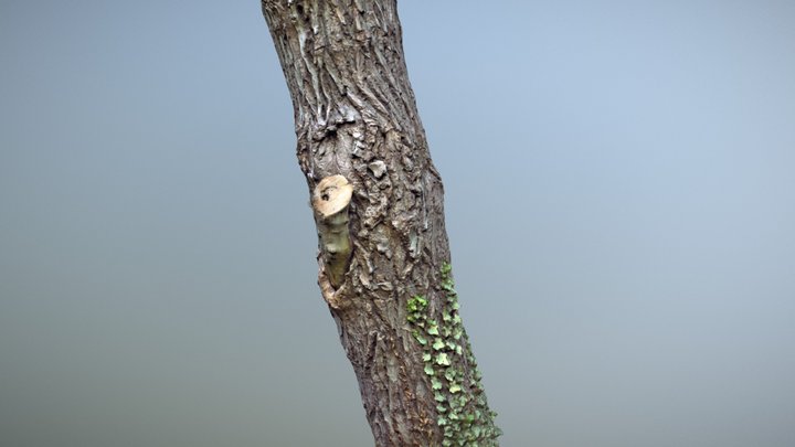 Tree trunk scan 3D Model