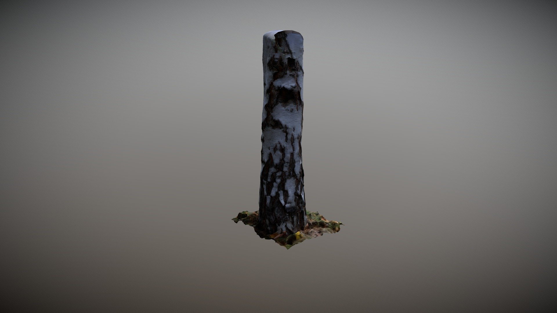 Birch Trunk