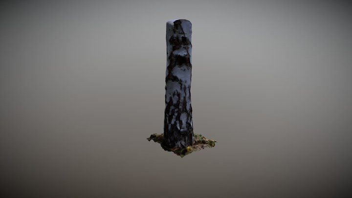 Birch Trunk 3D Model