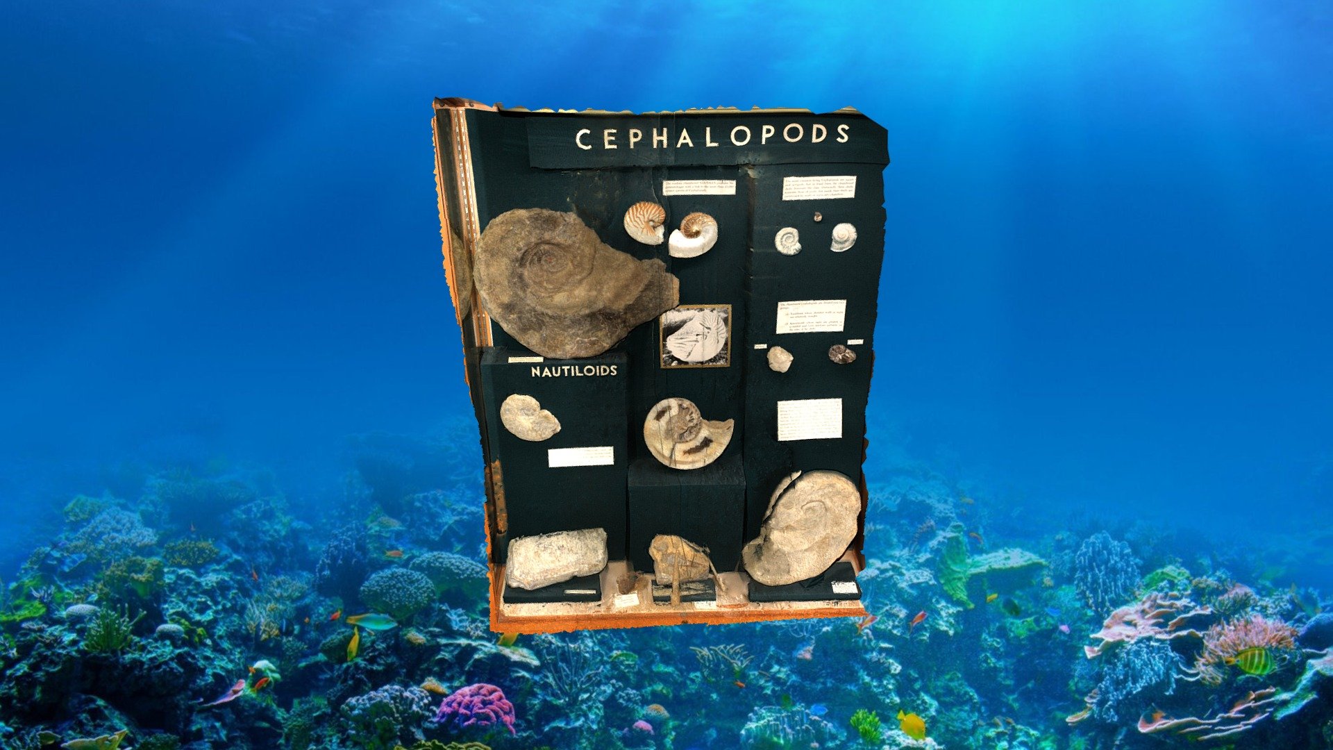 Cephalopods [Display Case 49] — Sketchfab embed 3D viewer