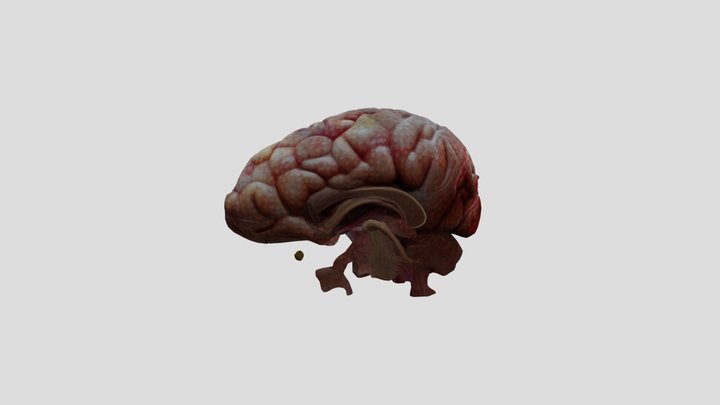 Cerebro 3D Model