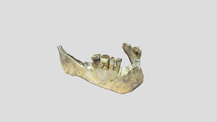 U.E.6451 Mandible 3D Model