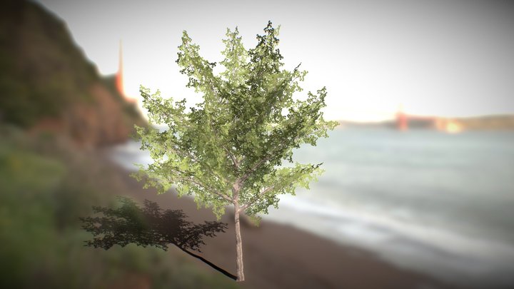 Realistic Tree Model Free Pack 6 3D Model