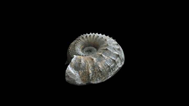 Liparoceras contractum (subspecies) 3D Model