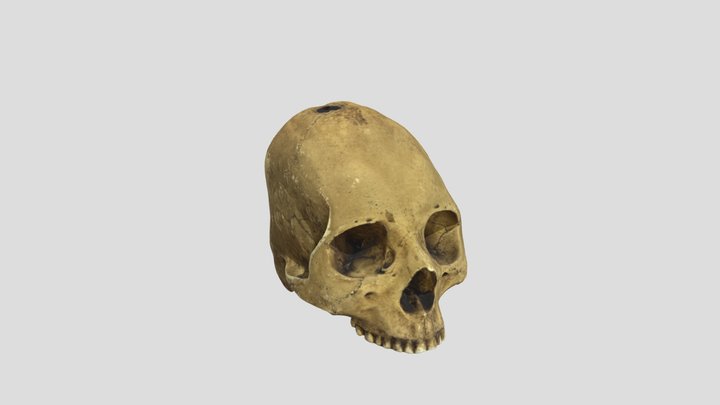 Skull1 3D Model