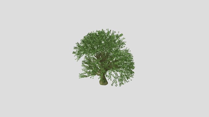 Tree 3D Model