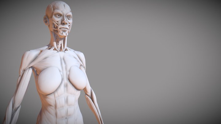 Female Anatomy 3D Model
