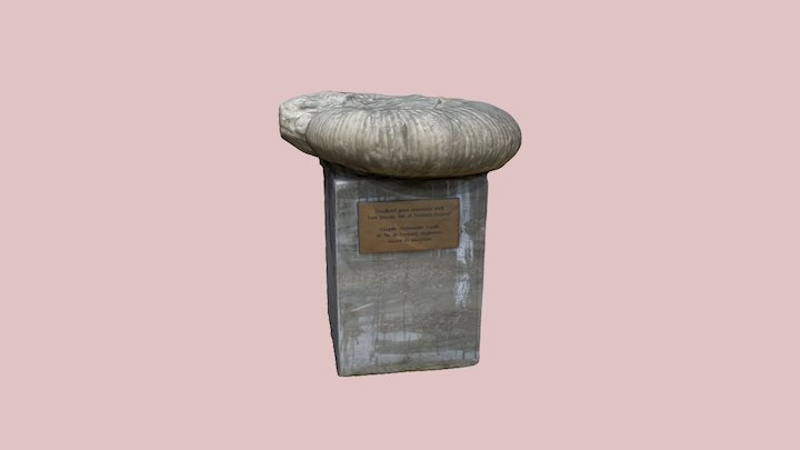 Giant Ammonite Shell 3D Model