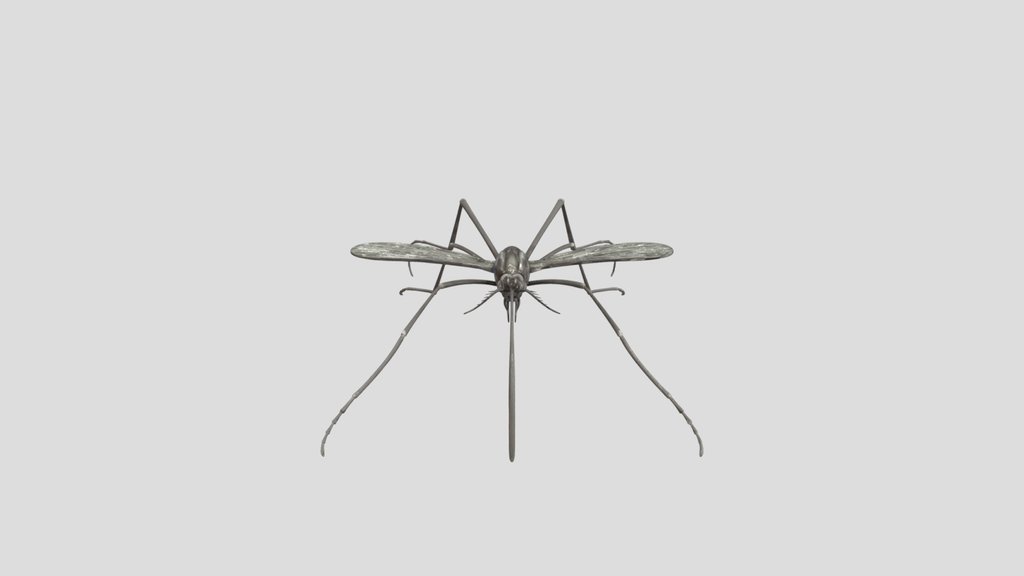 Aedes cantans