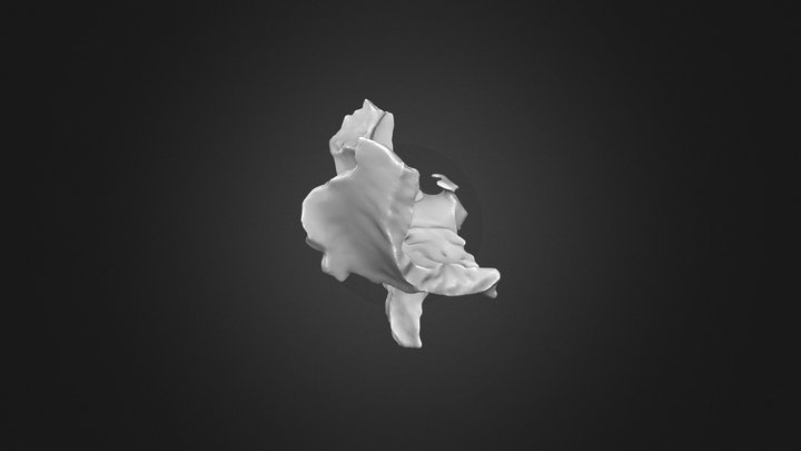 Human sphenoid 3D Model