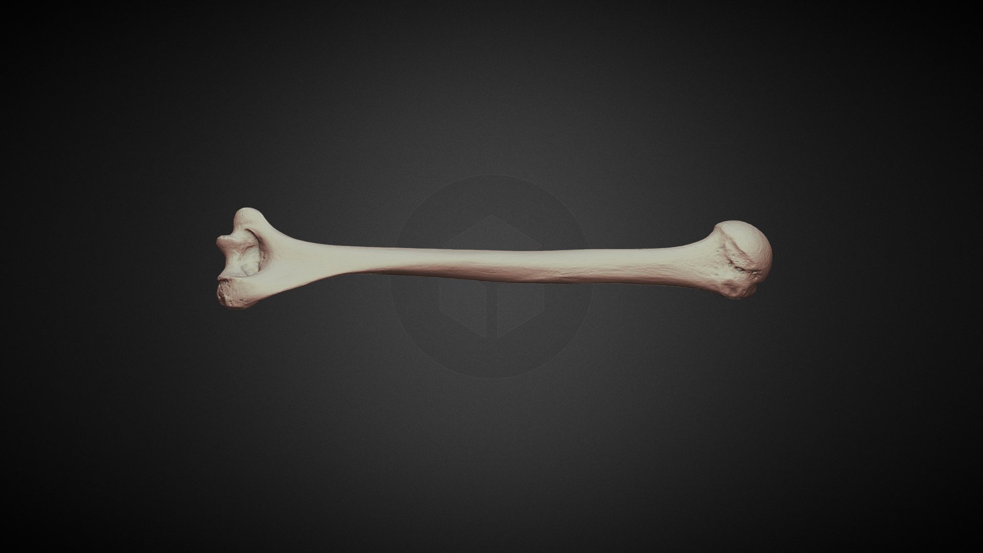 Humerus - 3d Model By Holdea44 [a62eaa8] - Sketchfab