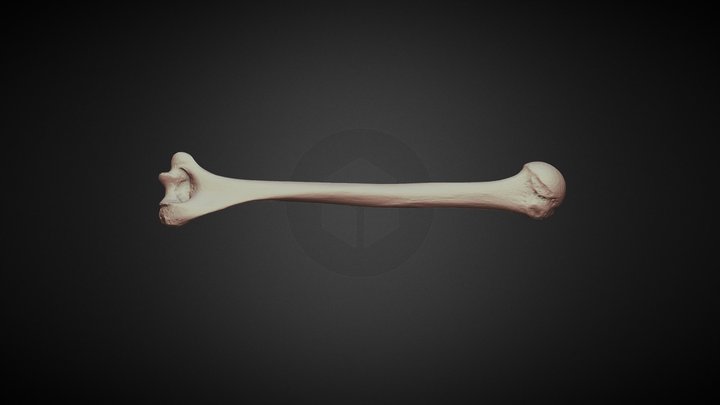Humerus 3D Model
