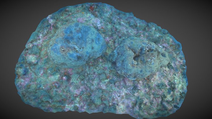 Sarcotragus foetidus, from pictures to biomass 3D Model