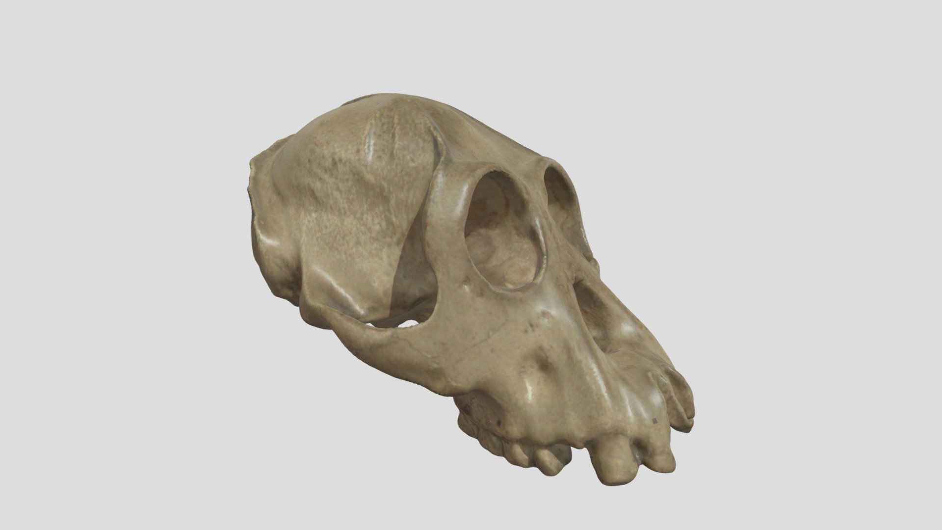 Pongo pymaeus femelle