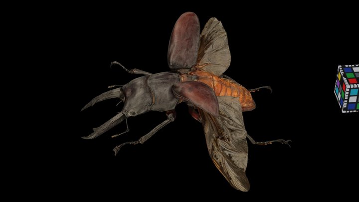 CC0 アカアシクワガタ飛翔 ♂ Asian Red-footed Stag Beetle – Free 3D Model STL