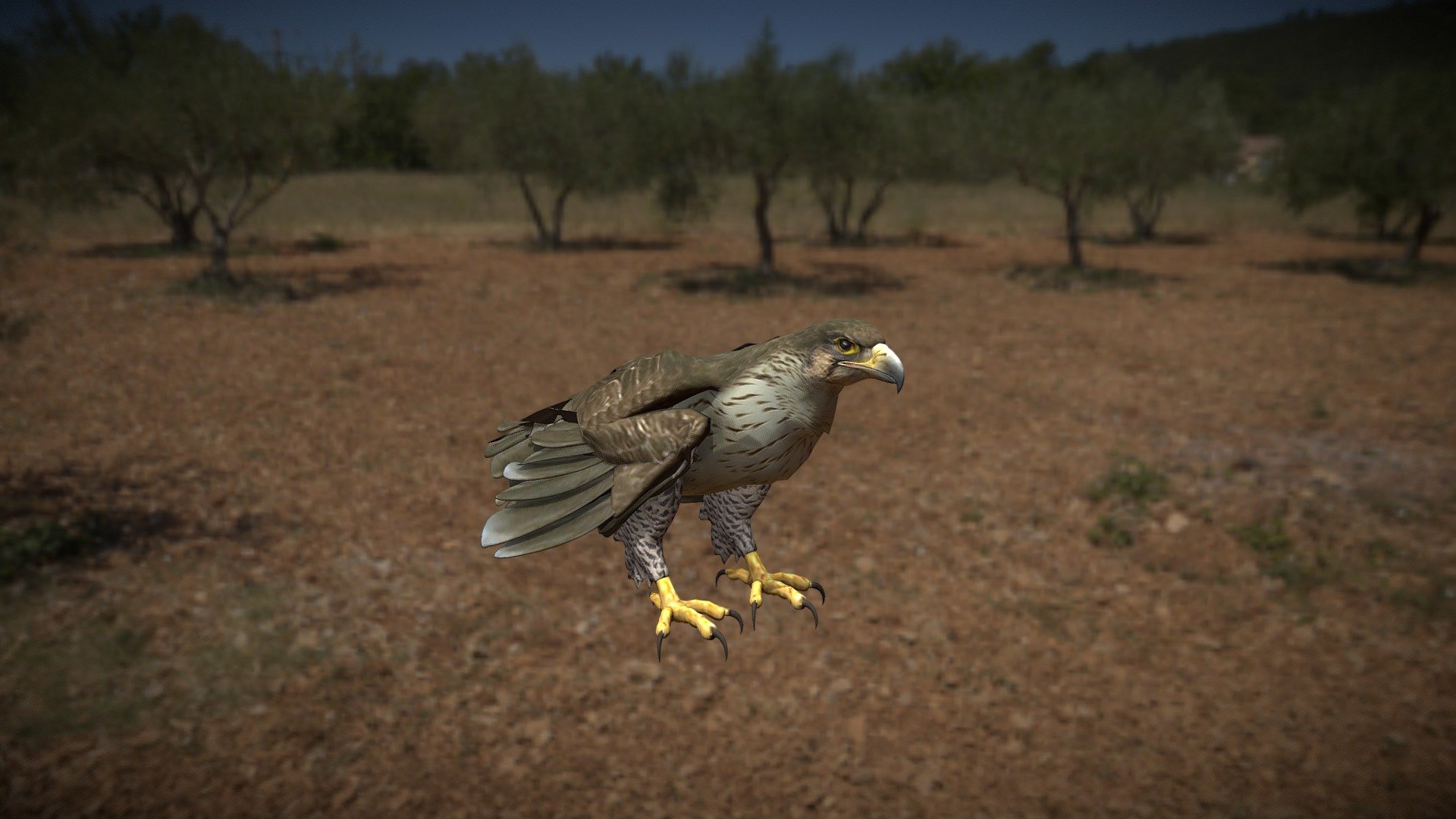 Falcon Fly - 3D model by wsanyi [a634264] - Sketchfab