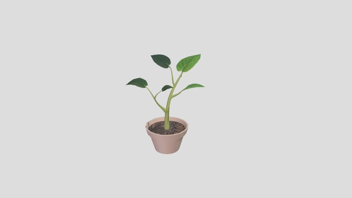 Desk Plant 3D Model