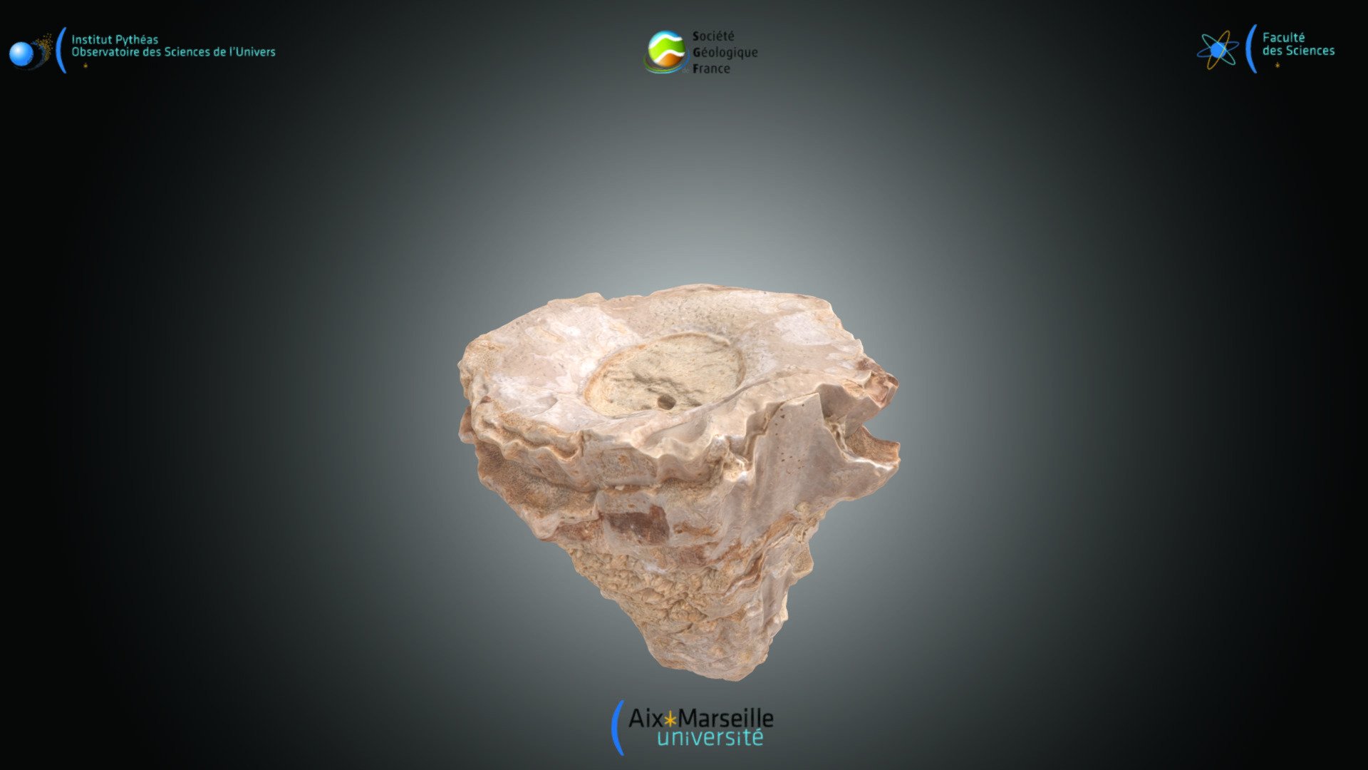 Bivalve - Radiolites sp.