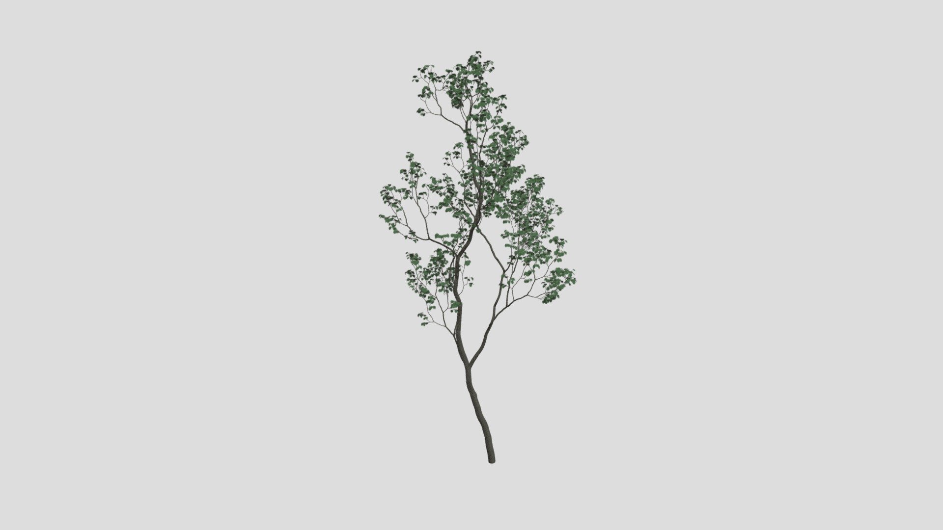 tree 11 AM207 Archmodel - Buy Royalty Free 3D model by Evermotion ...