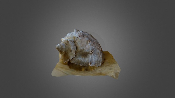 Rapontoo 3D Model