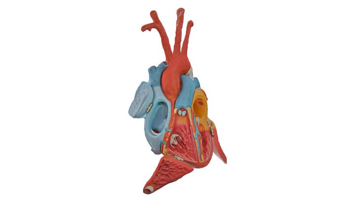Hearty Hart 3D Model