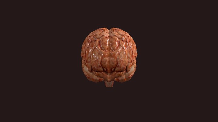 NextEducation_Brain_Cutsection 3D Model