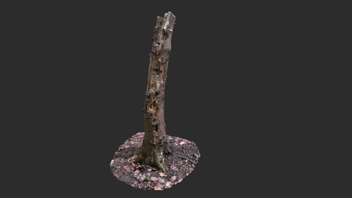 Old Tree 3D Model