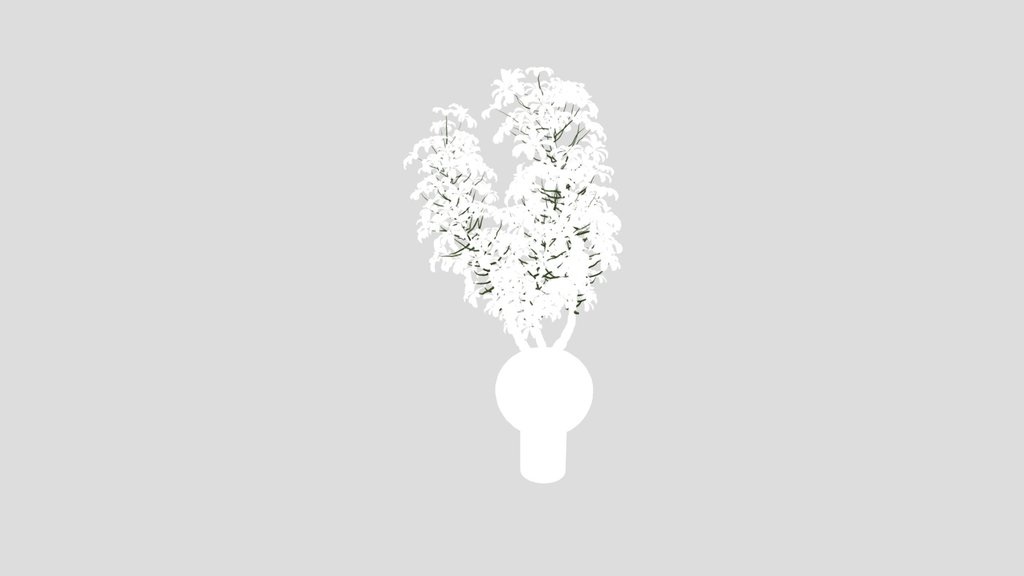 Schefflera Arboricola Umbrella