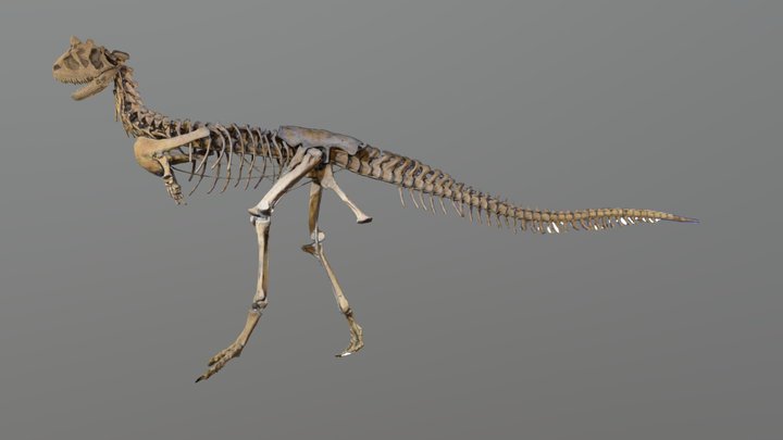 カルノタウルス 3D Model