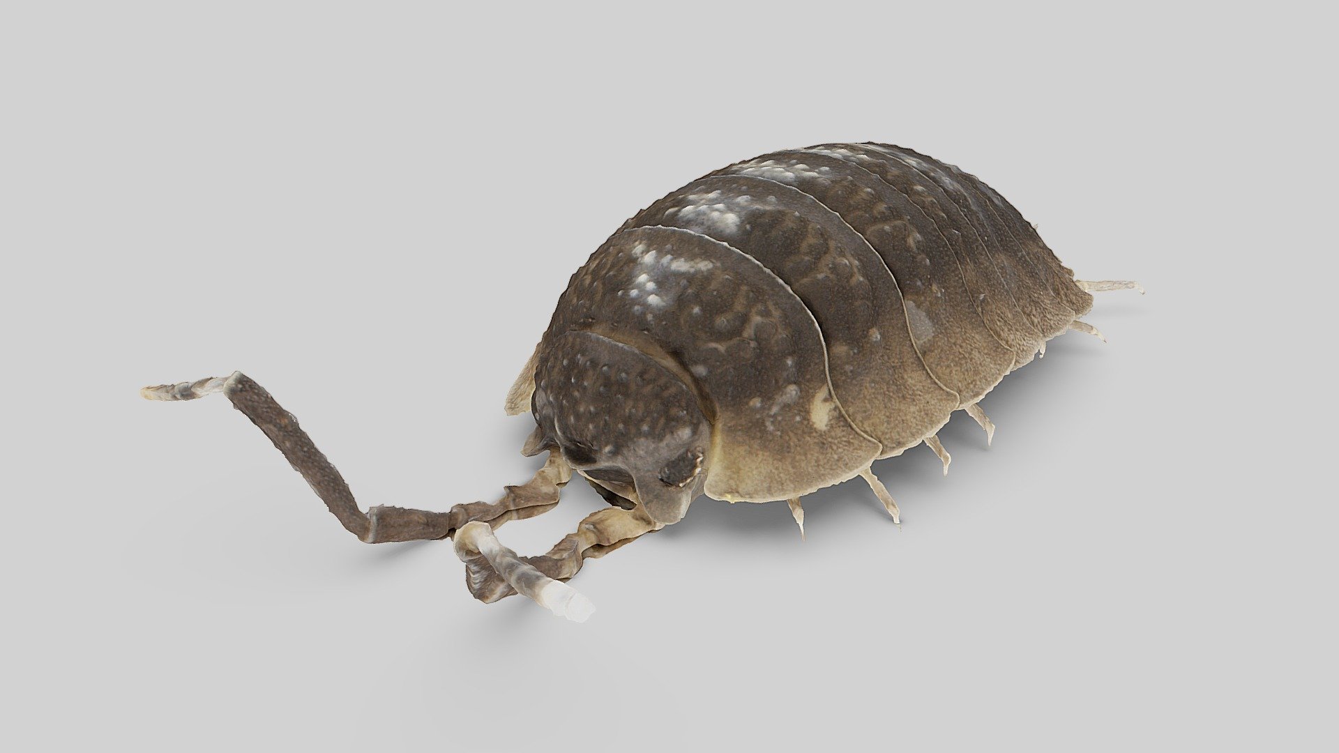 Porcellio scaber - Download Free 3D model by EvoBiomech [a64b716 ...