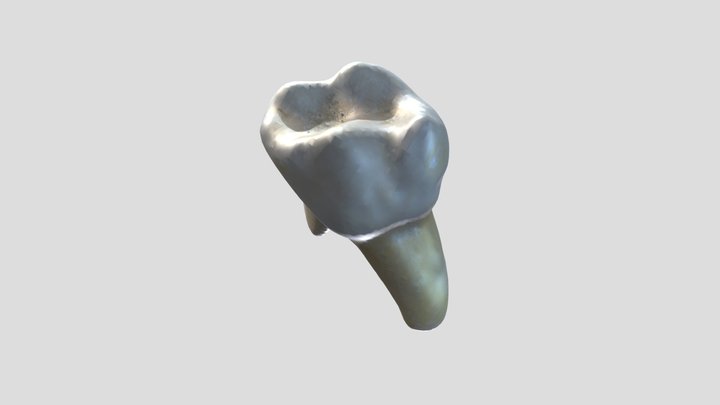 Tooth No Texture 3D Model