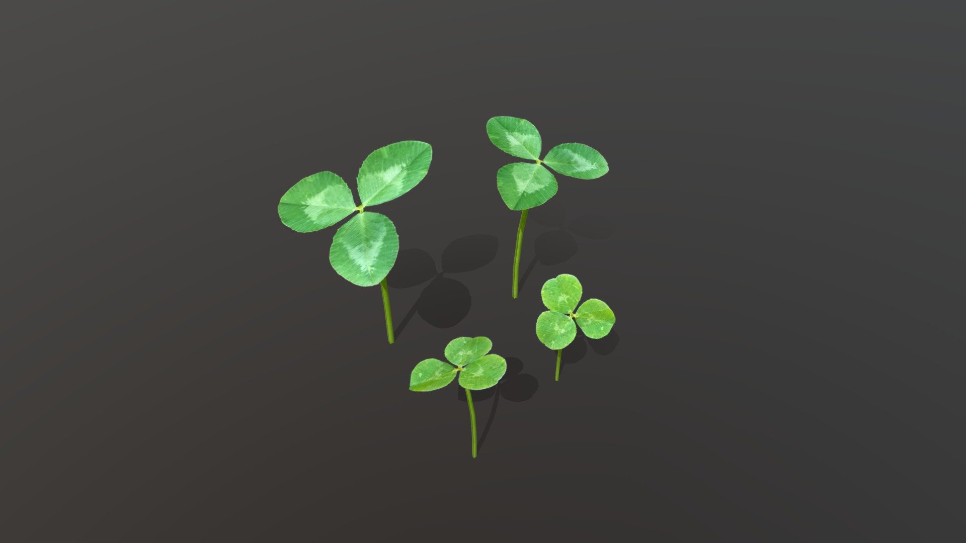Clover 3. Clover 3. Клевер 3. Клевер шотландия четырехлистный. Clover 3.