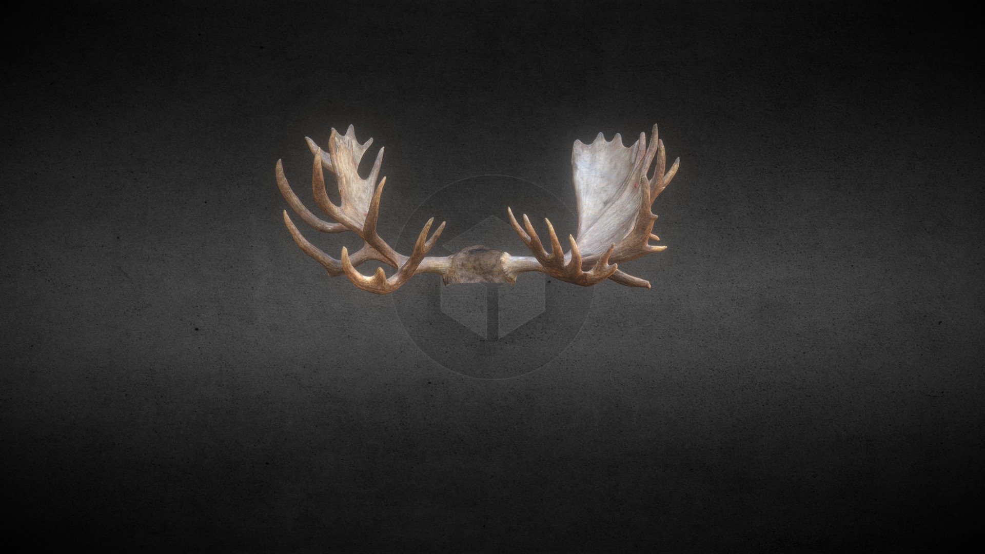Full Color "Hook" the Moose Antlers