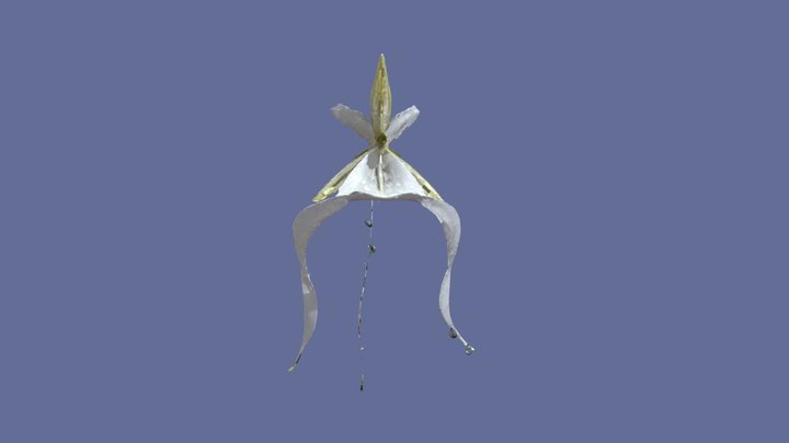 Ghost orchid 3D Model