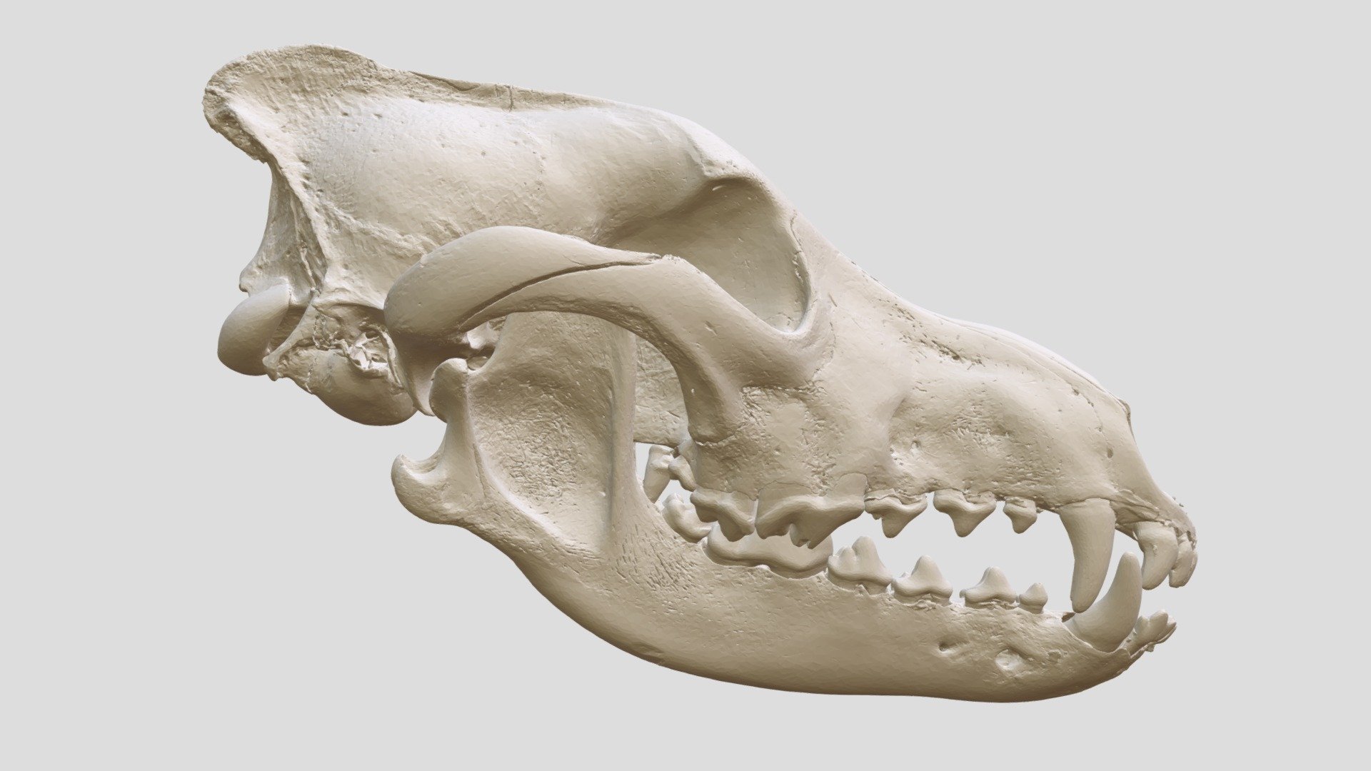 Canis lupus baileyi (MSB:Mamm:160149) - 3D model by Biodiversity ...