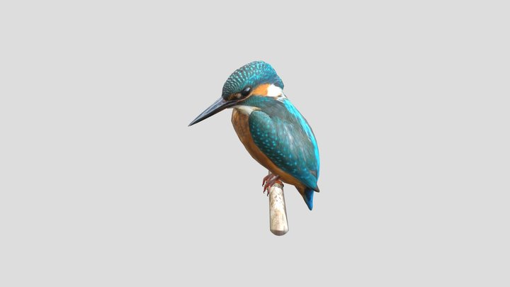Ptak 3D Model