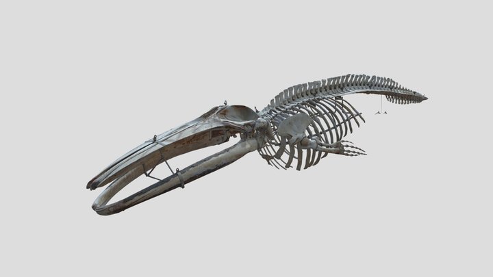 ナガスクジラ　Fin whale 3D Model
