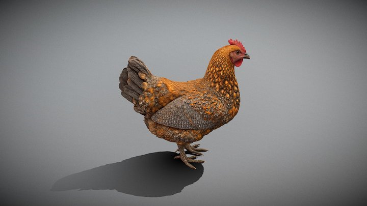 Village Hen – Speckled Farm Chicken_Ti