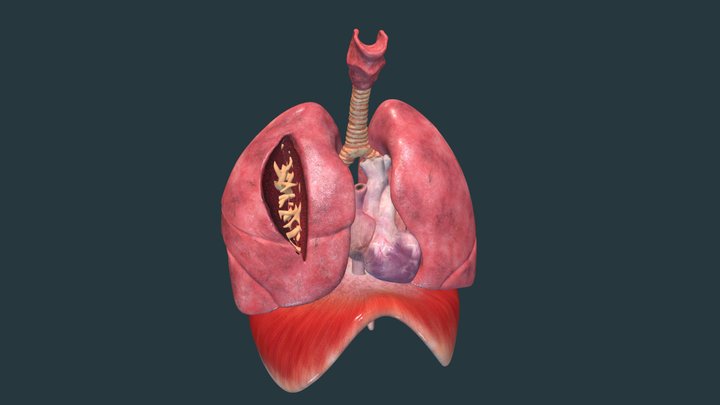 Respiratory System Animation v2 3D Model