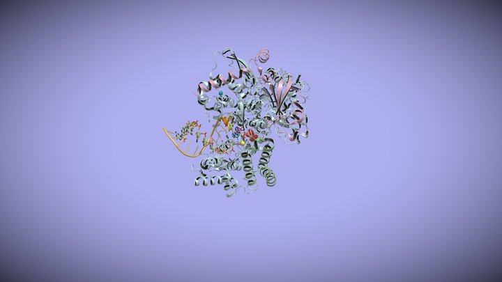 Remdesivir and RNA-Dependent RNA polymerase 3D Model