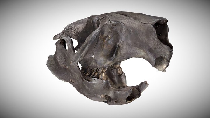 Beaver skull (Castor fiber) 3D Model