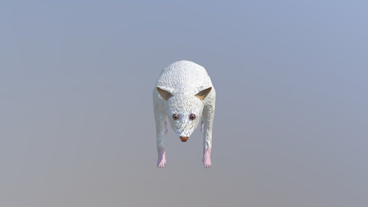 Albino Raccoon 3D Model