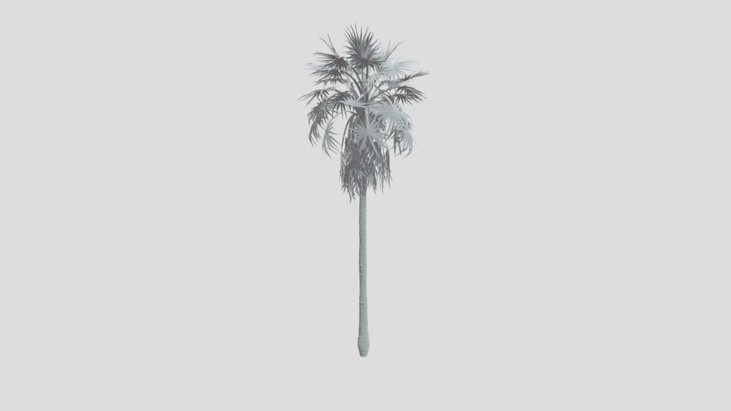 Caraday Palm Medium
