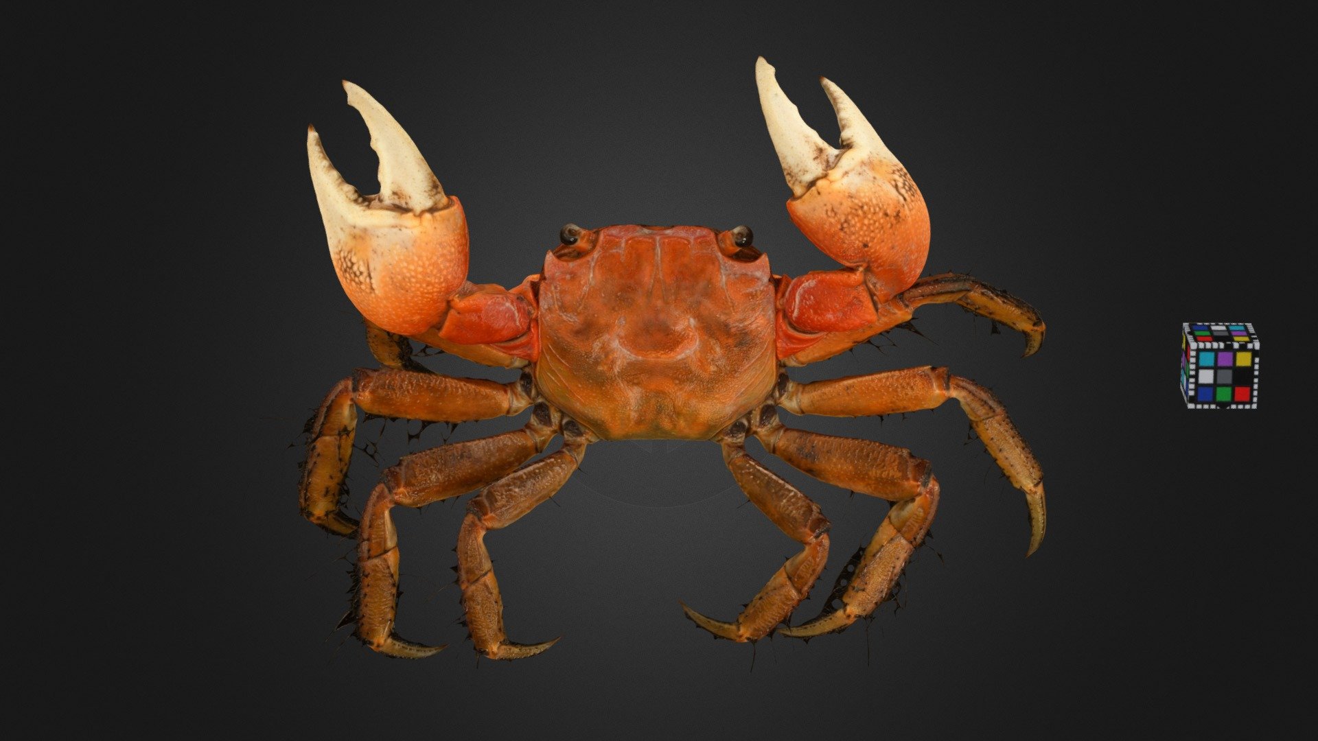 CC0 ベンケイガニ 🦀 ♂ Benkei Crab, S. intermedius - Download Free