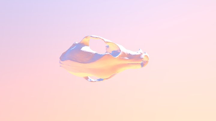 skull demo 3D Model